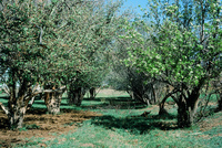 San Luis Valley orchards 004 thumbnail