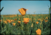 California Poppies closeup thumbnail