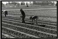 Family of sharecroppers planting strawberries thumbnail