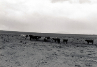 Gallegos farm, Cattle 023 thumbnail