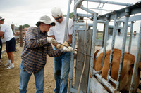 Gallegos farm, Cattle branding 019 thumbnail