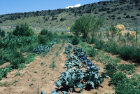 Gallegos farm, Crops 014 thumbnail