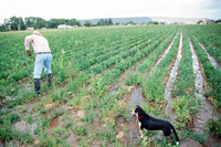 Kaber farm, Compuerta irrigation 018 thumbnail