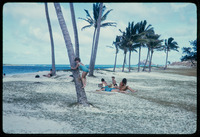 Melissa climbs a coco palm thumbnail