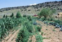 Gallegos farm, Crops 012 thumbnail