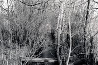 Gallegos farm, El Cerro Ditch 003 thumbnail