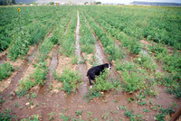 Kaber farm, Compuerta irrigation 009 thumbnail