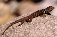 Crotaphytus bicinctores thumbnail