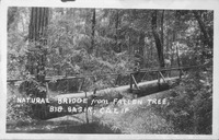 Bridge made from a fallen tree thumbnail