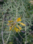 Cleome isomeris thumbnail