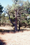 Colorado rural life 029 thumbnail