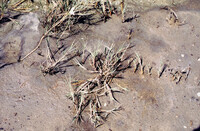 Pt. Mugu Wetlands thumbnail