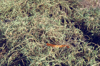 Pt. Mugu Wetlands thumbnail