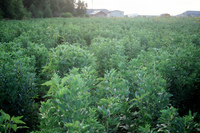 Kaber farm, Fields and crops 020 thumbnail