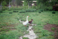 Torres ranch, Student volunteers 030 thumbnail