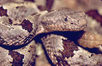 Crotalus lepidus klauberi thumbnail
