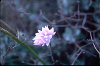 Dichelostemma capitatum thumbnail
