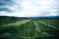 Kaber farm, Woodpile and fields 004 thumbnail