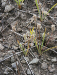 Plantago erecta thumbnail