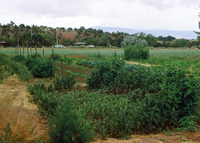 High Desert Research Farm 028 thumbnail