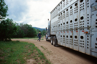 Torres ranch, Cattle drive 068 thumbnail