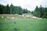 Torres ranch, Cattle drive and farm equipment demonstration 009 thumbnail