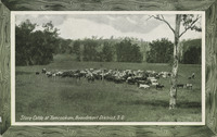 Store Cattle at Tamrookum, Beaudesert District, S.Q. thumbnail