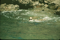 Catalina Sea Lion thumbnail