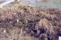 Pt. Mugu Wetlands thumbnail