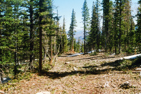 Logging 010 thumbnail