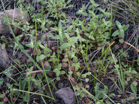 Collinsia heterophylla thumbnail