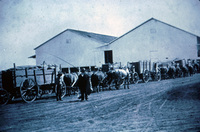 Teams of Wagons Line Up to Unload Grain in Ventura County thumbnail
