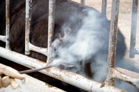 Gallegos farm, Cattle branding 018 thumbnail