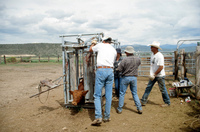 Gallegos farm, Cattle branding 024 thumbnail