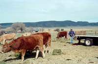 Maistas farm, Ditch and cattle 008 thumbnail