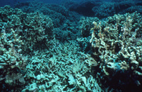 Coral damaged by anchors at 40' thumbnail