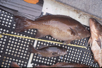 Cabrilla (Leopard Grouper) 26 lbs. (top) 1525 g (bottom) thumbnail