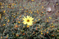 Encelia californica thumbnail