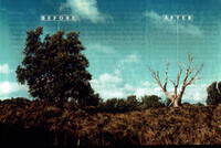 Exploding Koala population on Australia's Snake Island are denuding Manna Gum Trees thumbnail