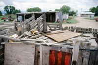 Torres ranch animals 010 thumbnail