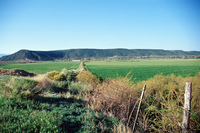 Horses and irrigation ditch 011 thumbnail