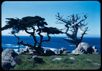 Cypress trees thumbnail