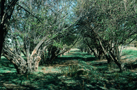 San Luis Valley orchards 011 thumbnail