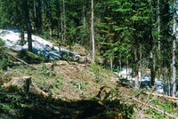 Logging 011 thumbnail