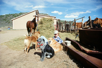 Farm animals and equipment 007 thumbnail
