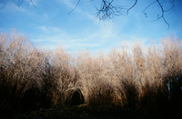 Gallegos farm 035 thumbnail