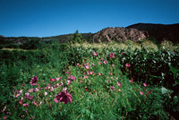 Anguallo farm, Landscapes 006 thumbnail