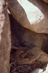 Crotalus ruber thumbnail
