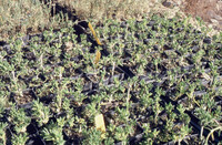 Pt. Mugu Wetlands thumbnail