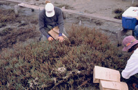 Pt. Mugu Wetlands thumbnail